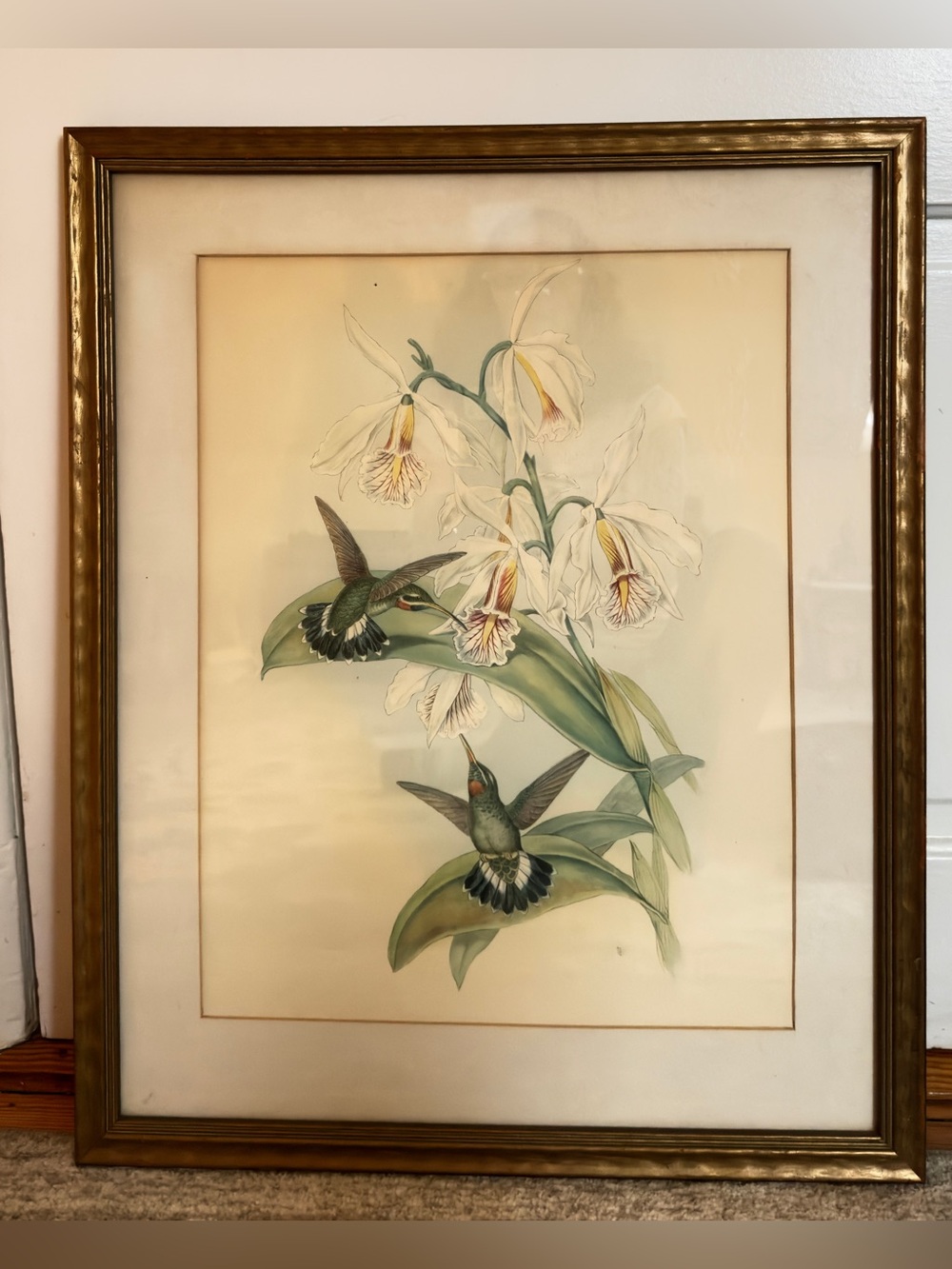 Authentic Vintage 1946 John Gould Hummingbird Lithograph Print